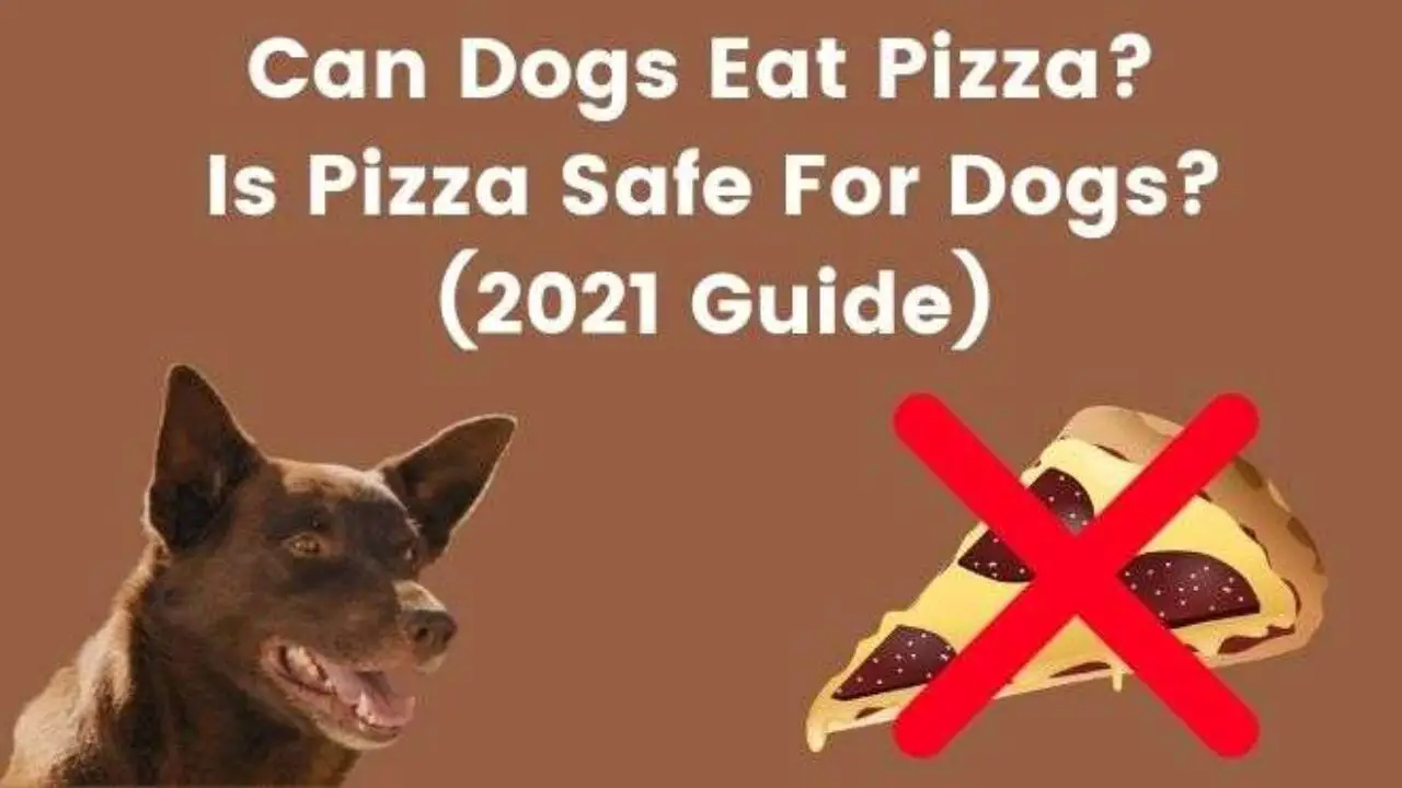 is pizza harmful to dogs