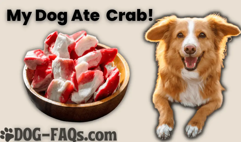 are raw crab bad for dogs